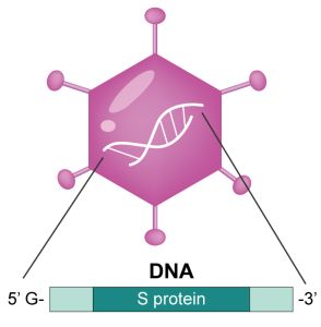 Ad5-nCoV structure diagram