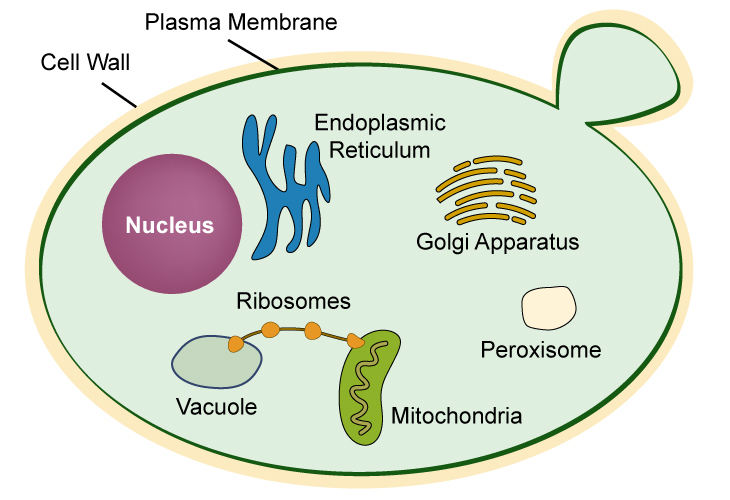 diagram of yeast cell structure