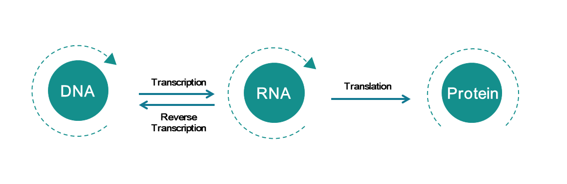 Diagram-of-theCentral-Dogma