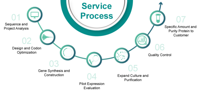 Workflow of Recombinant Protein Expression