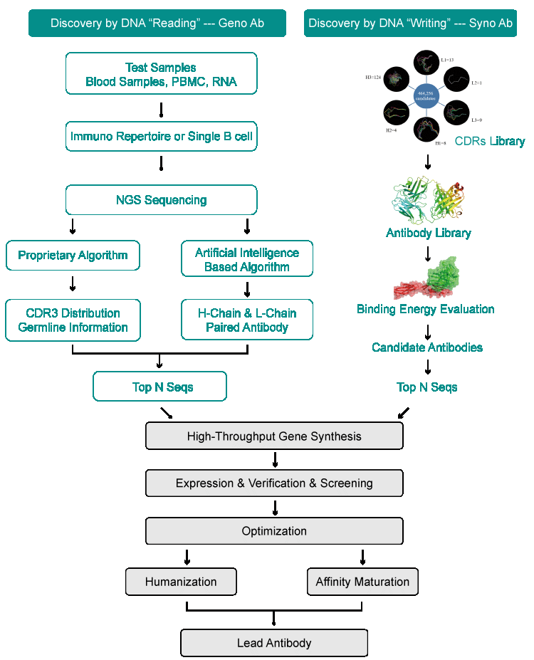 antibody workflow