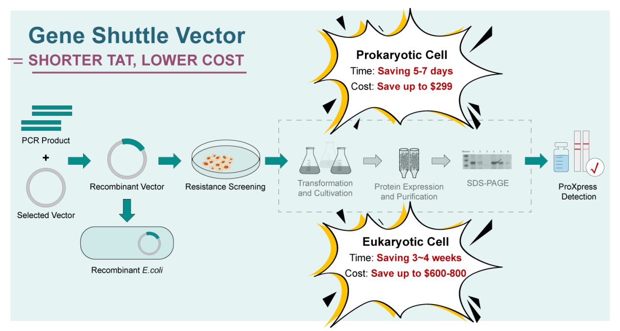 Process of gene shuttle vector