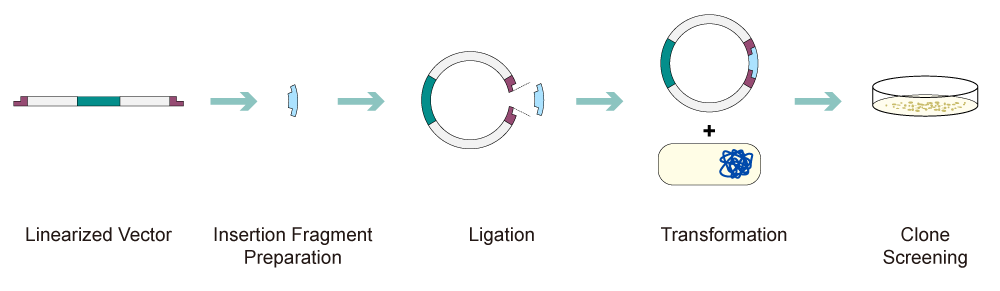 The construction process of plasmid DNA