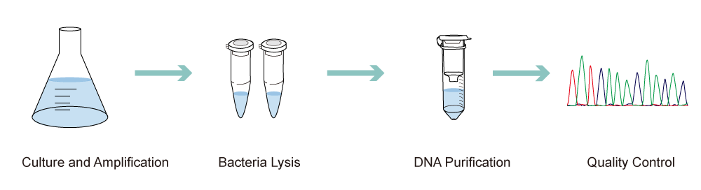 The preparation process of plasmid DNA