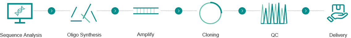 The propress of PCR cloning