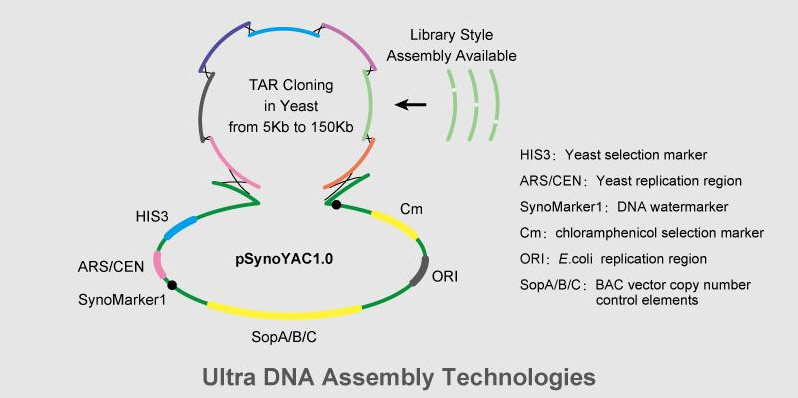 Diagram of the synthesis and assembly platform of gene clusters and small genomes