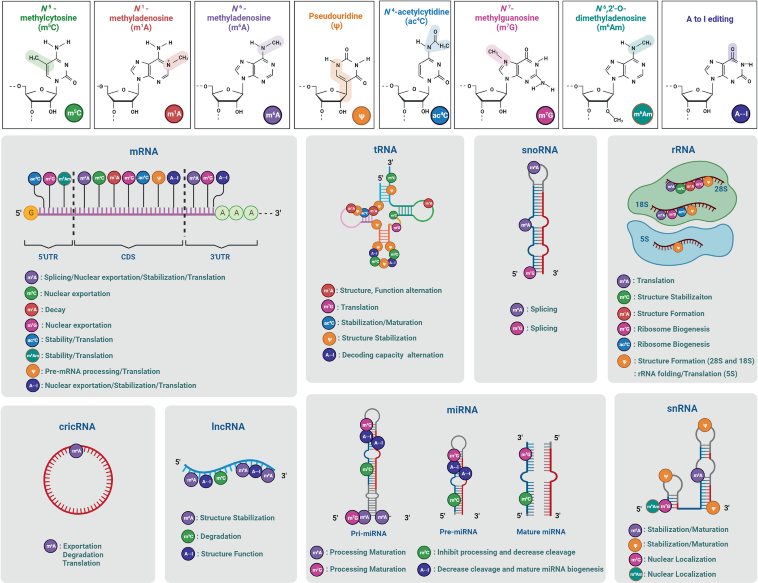 The chemical structure, distribution, and molecular functions of eight RNA modifications.