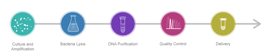 Process of Plasmid DNA Preparation