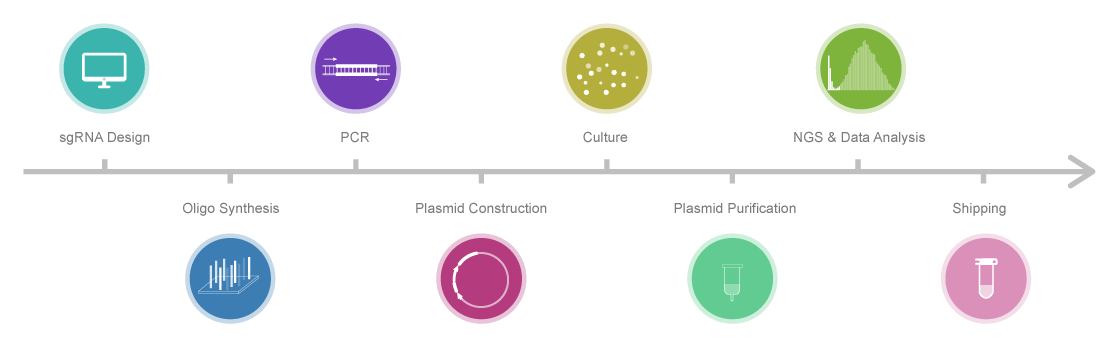 Process of sgRNA Library Synthesis