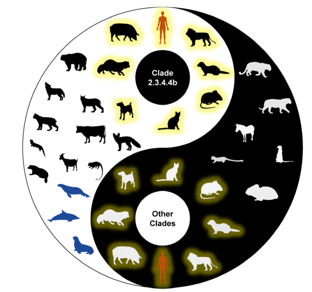 Mammalian Hosts of H5Ny Clade 2.3.4.4b