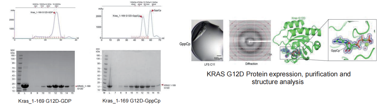 KRAS G12D