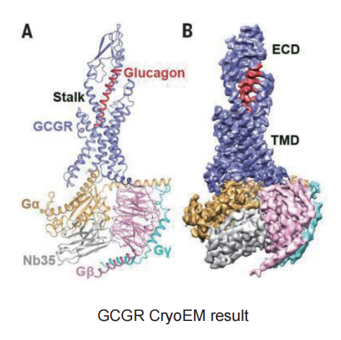 GPCR – GCGR