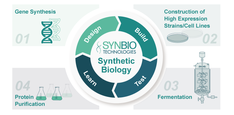 Technical Route of Recombinant Collagen
