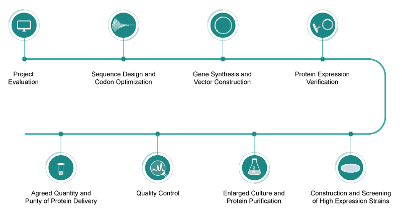 Workflow of Recombinant Collagen