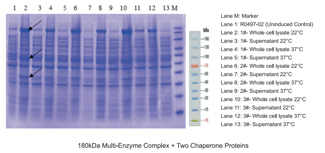180kDa Multi-Enzyme Complex + Two Chaperone Proteins