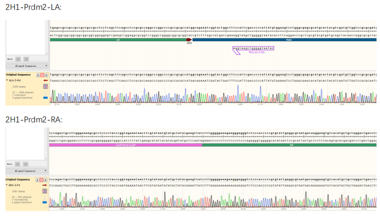 Sanger sequencing of knock-in