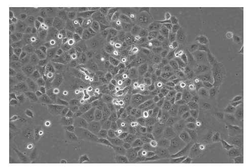 Cellular phenotype analysis of Knock-in