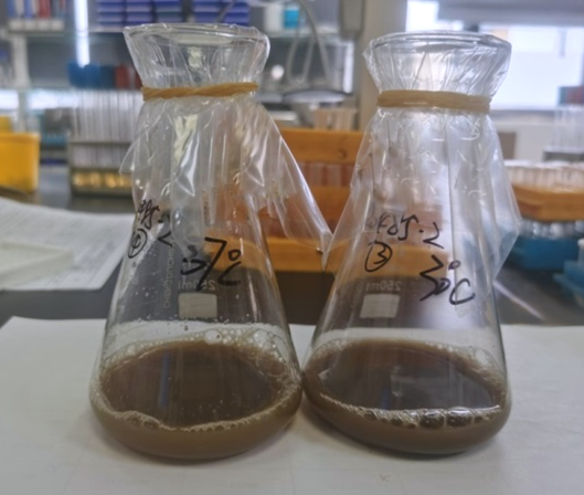 High-yield Heme Shake-flask