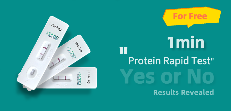 Protein Rapid Test