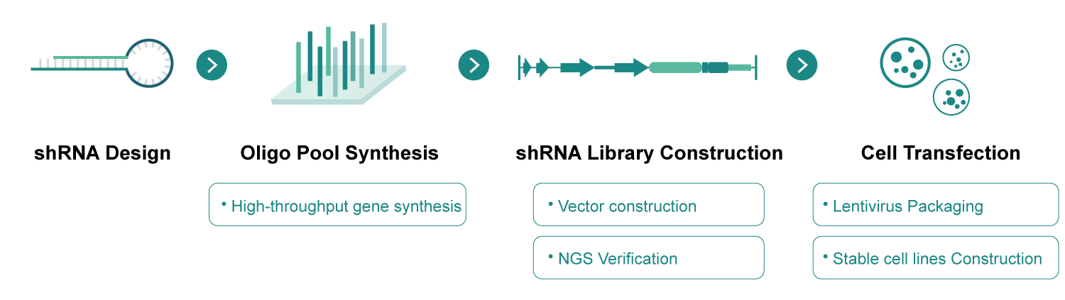 shRNA library workflow
