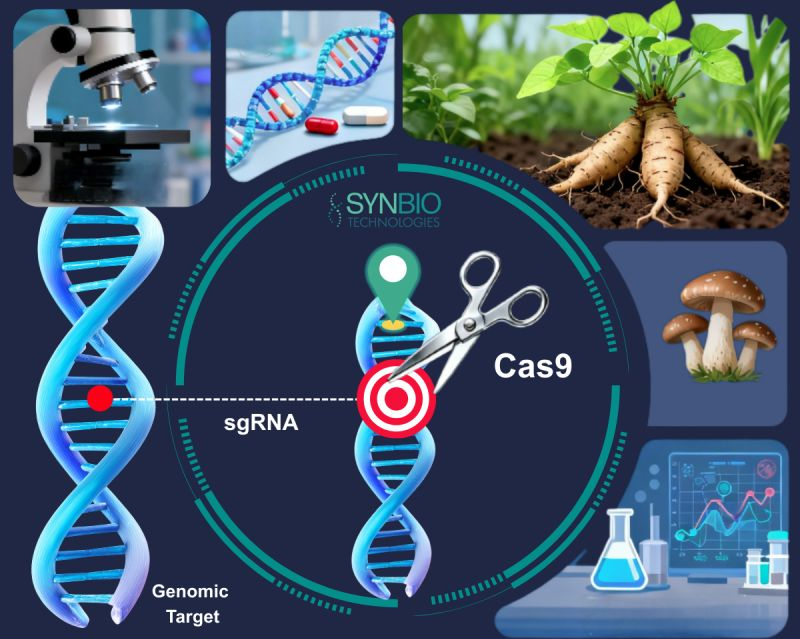 Gene synthesis applications