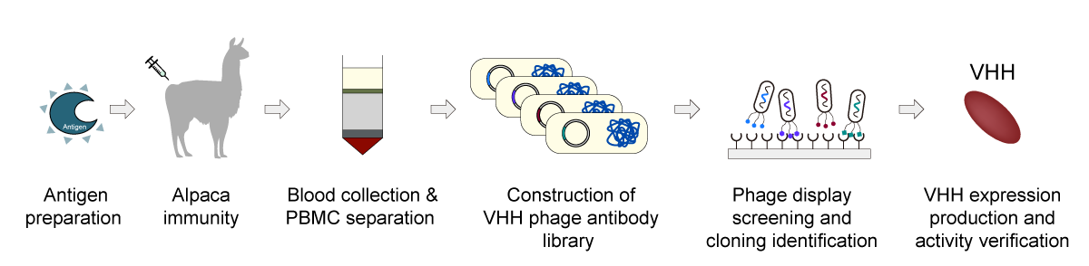 VHH workflow