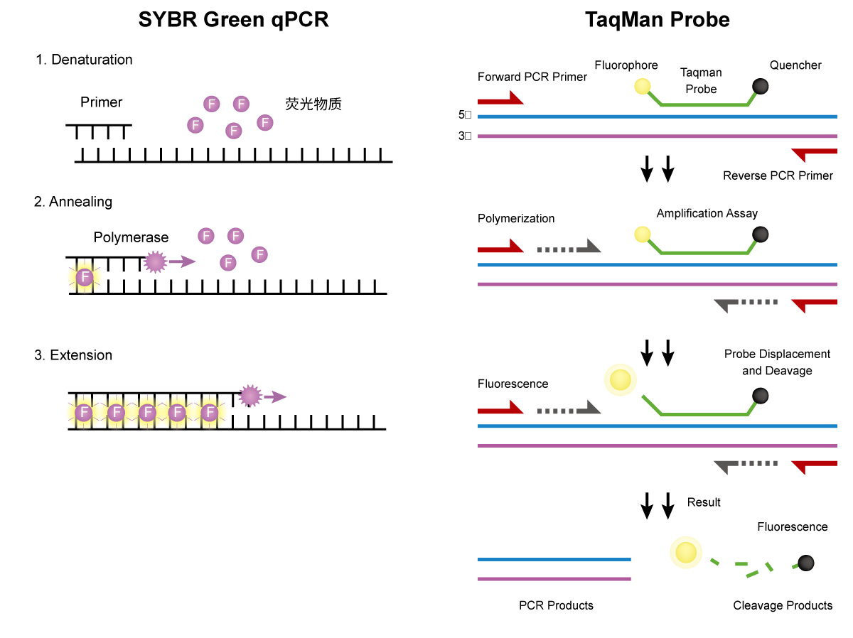 how-to-optimize-fluorescence-signal-detection-to-improve-qpcr-precision