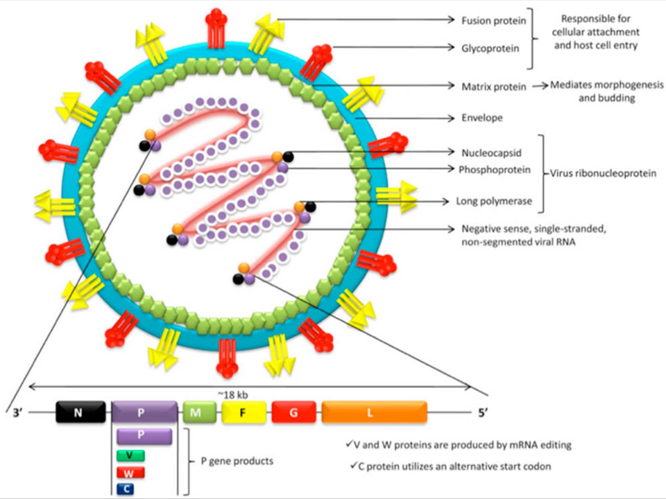 Nipah virus structure