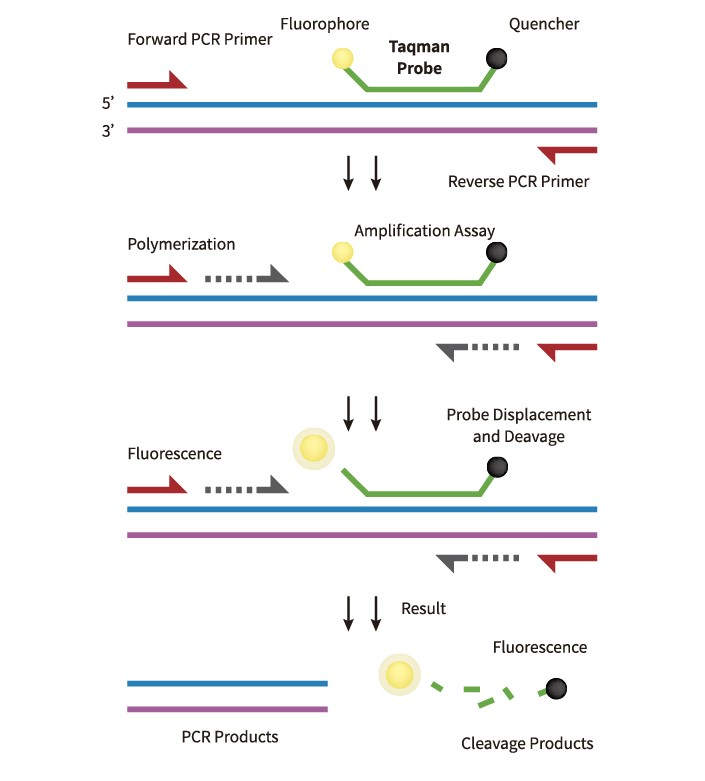 qPCR workflow