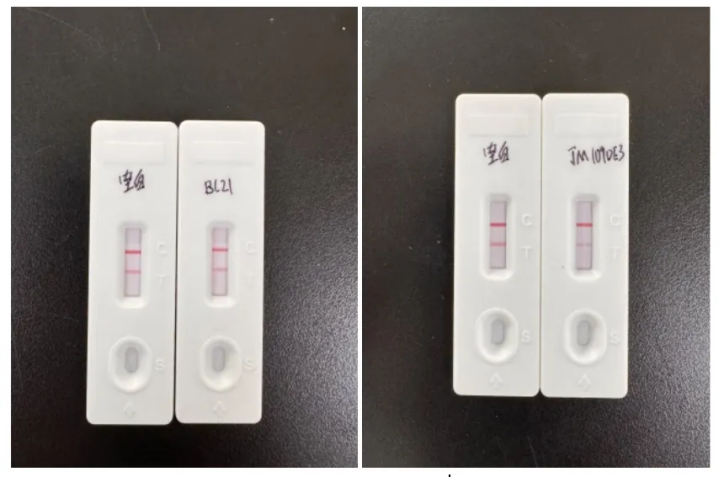 Protein detection strip