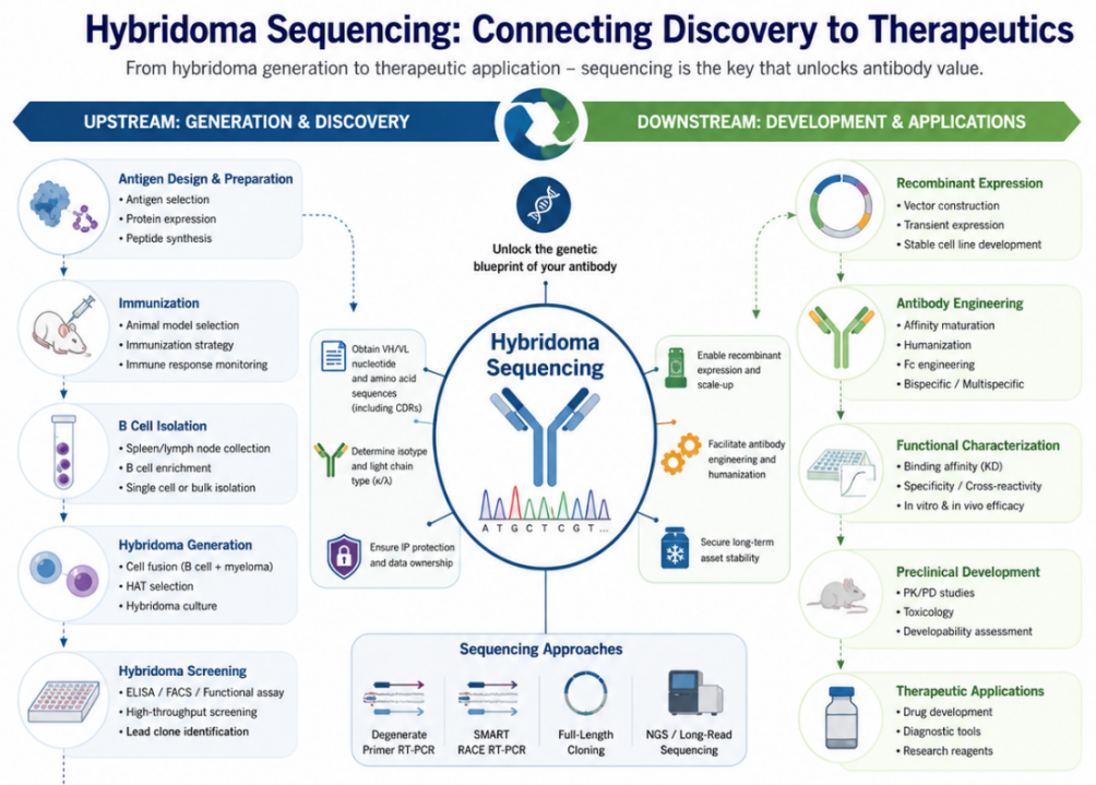 Overview of the hybridoma sequencing ecosystem and applications