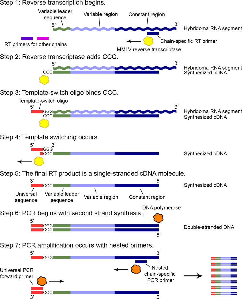 Schematic of the SMART template-switch RT-PCR workflow