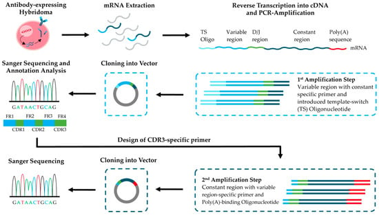 Two-step workflow for full-length hybridoma antibody sequencing and cloning.