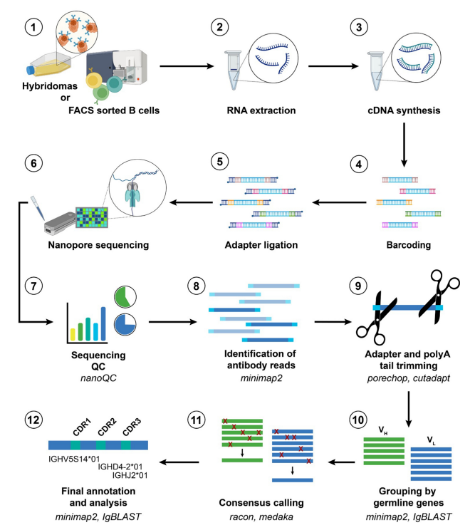 NAb-seq workflow using Oxford Nanopore long-read technology