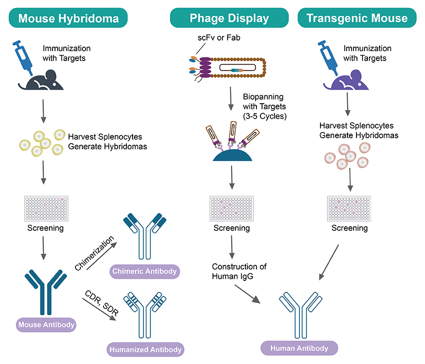 Antibody Humanization Technology