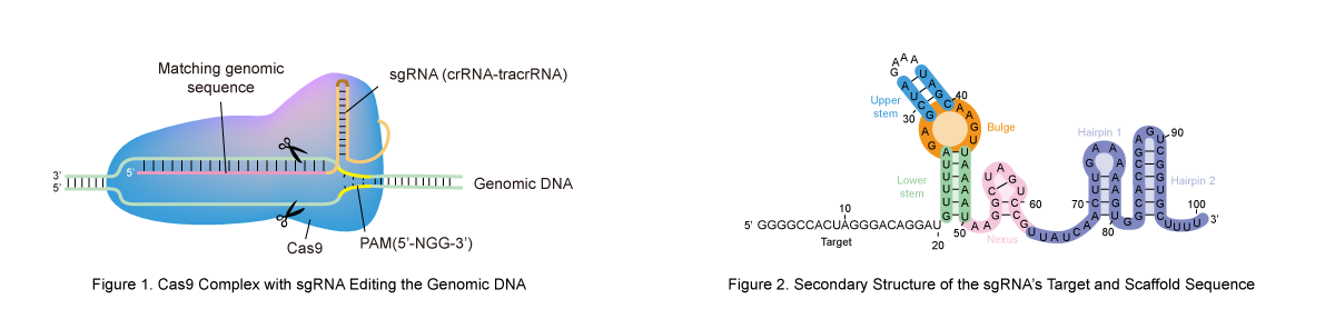 CRISPR-Cas9 editing