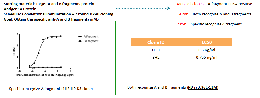 Case Study for Rabbit mAb