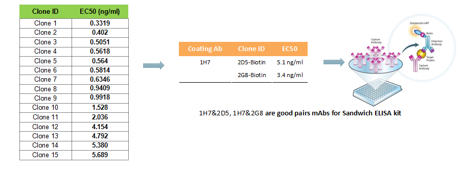Case Study for Rabbit mAb
