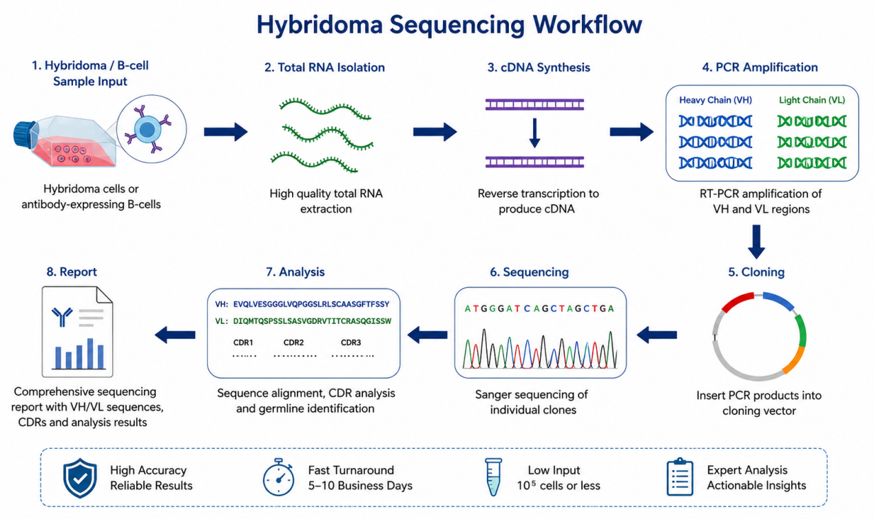 Hybridoma Sequencing Workflow