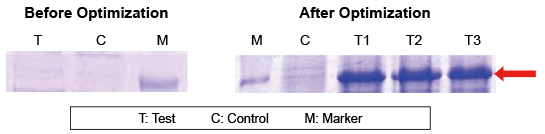 Codon Optimization