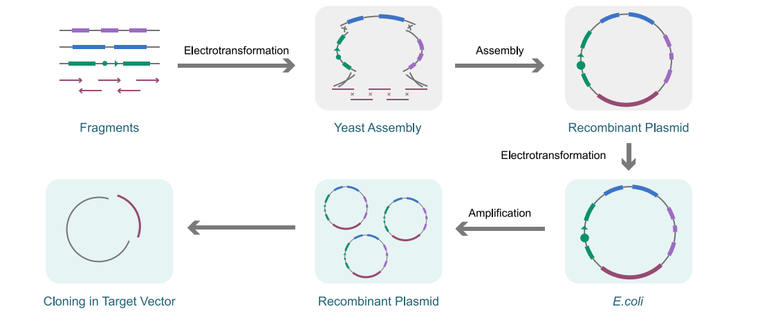 Plasmid construction