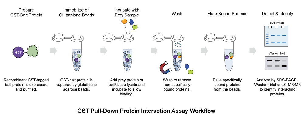 GST Pull-Down Protein Interaction Assay workflow
