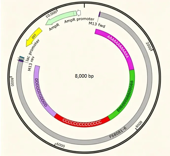  gene synthesis