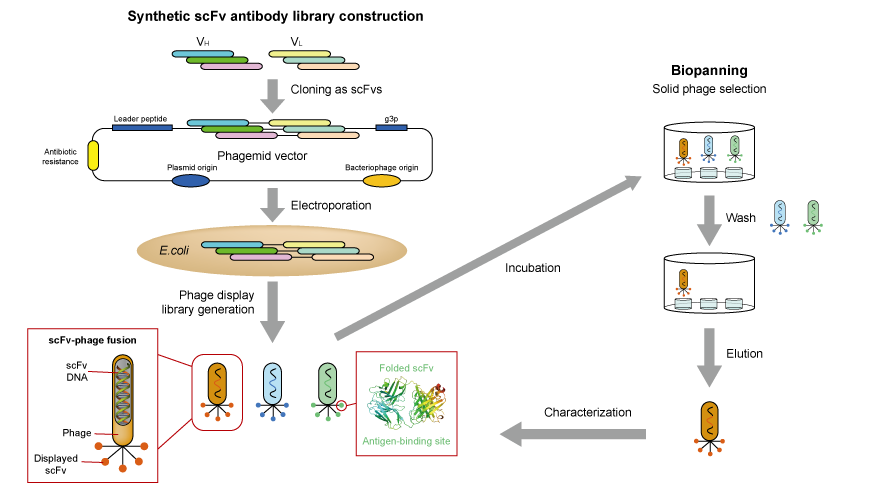 phage library construction
