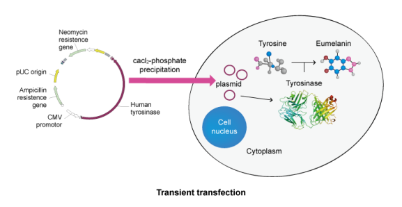 Mammalian Cell Expression Vectors - Synbio Technologies