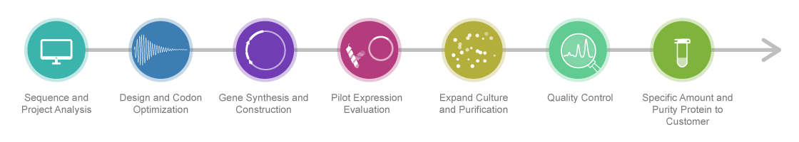 Protein Expression Process