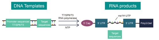 RNA Synthesis - in vitro transcription
