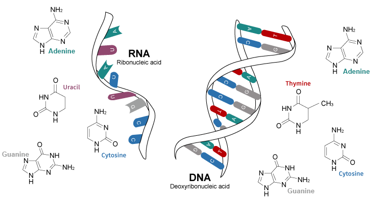 RNA Composition