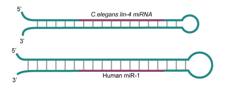 Structure of miRNAs