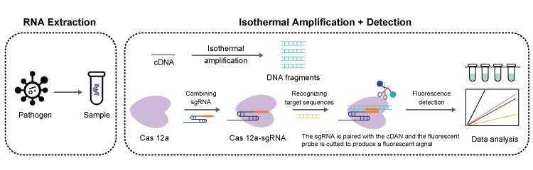Workflow of the Protocol for Infectious Disease Diagnosis based on CRISPR-Cas System Detection.